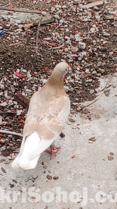 কবুতর